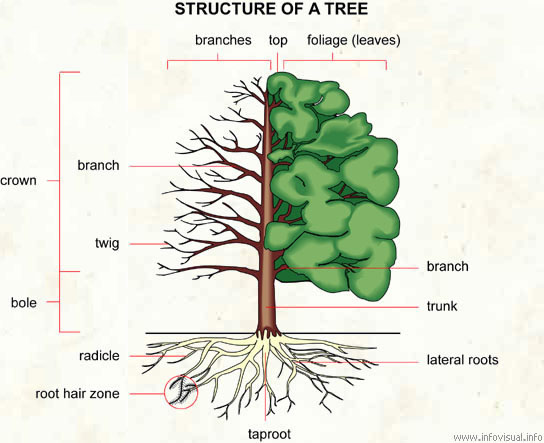 Tree  (Visual Dictionary)